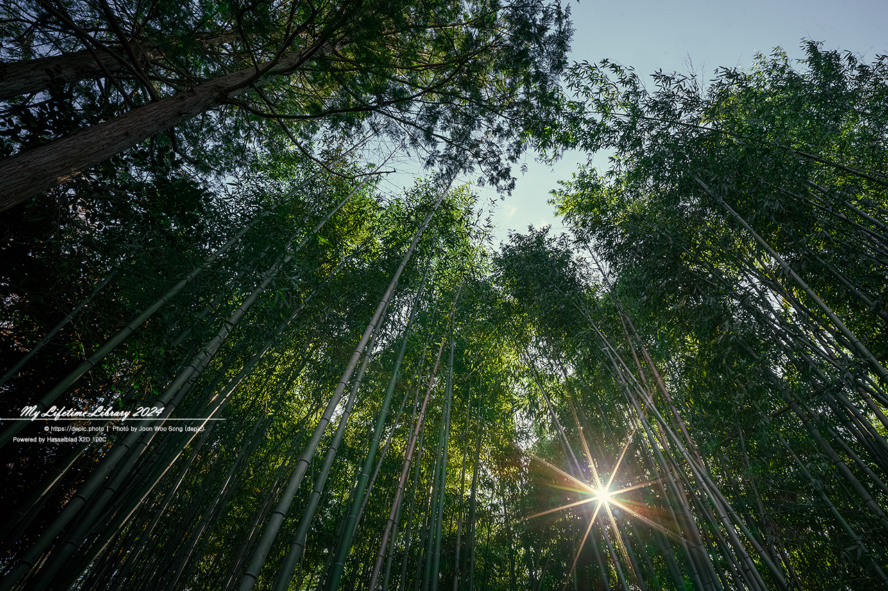 구례 쌍산재 대나무