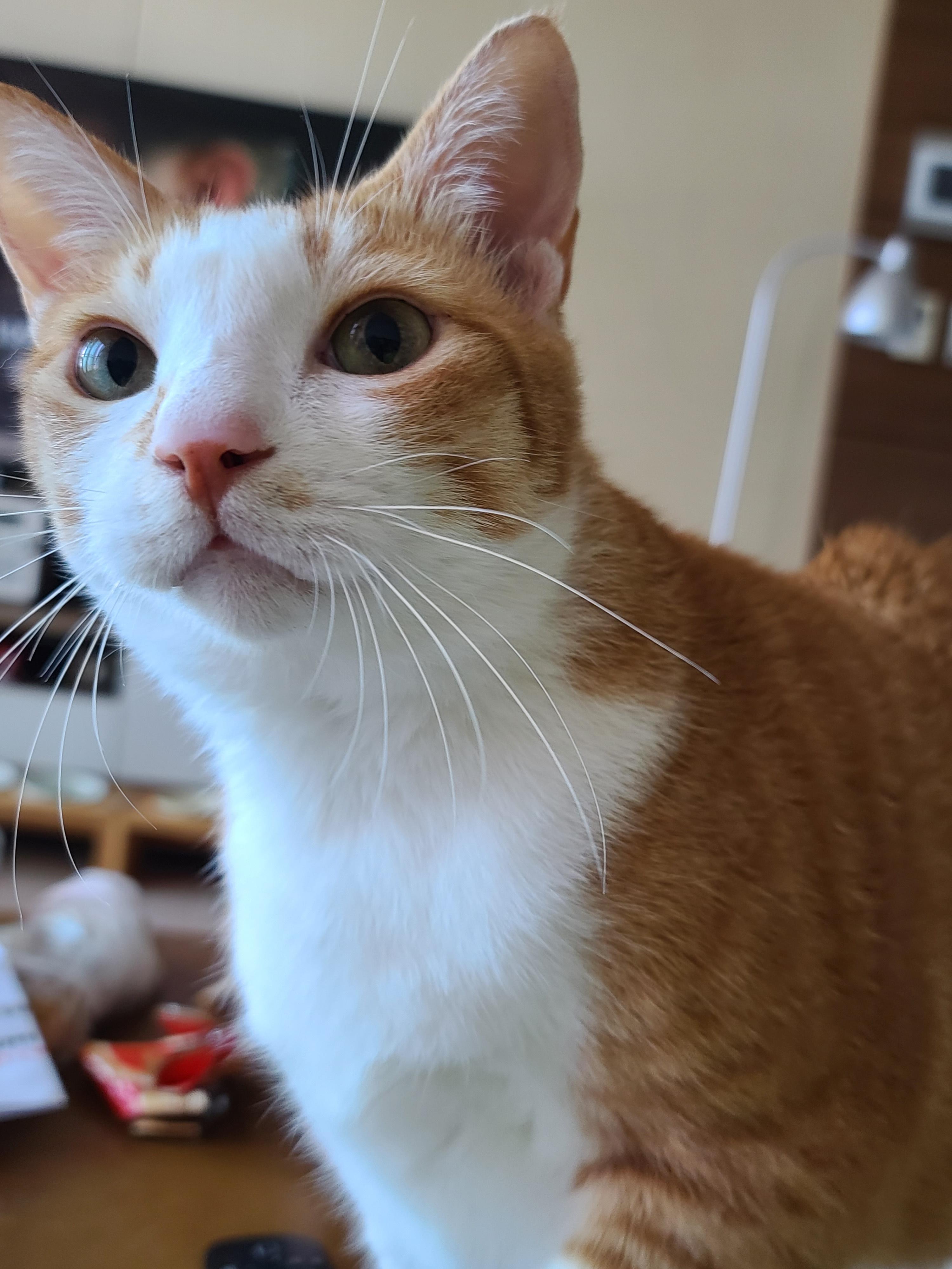 섭섭한게 많아서 말이 많아진 수다냥이 호야. 엄마랑 눈맞춤은 필수.