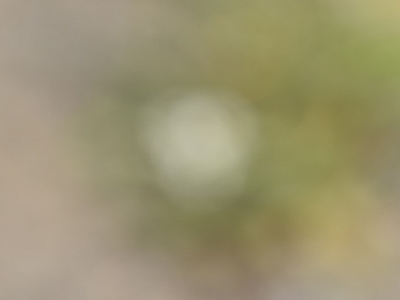 봄나물_냉이3