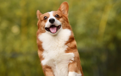 복합 구충제 추천 제품 관련 사진