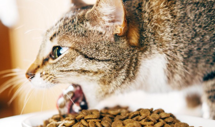 식후에 고양이 사료를 뱉는 고양이.