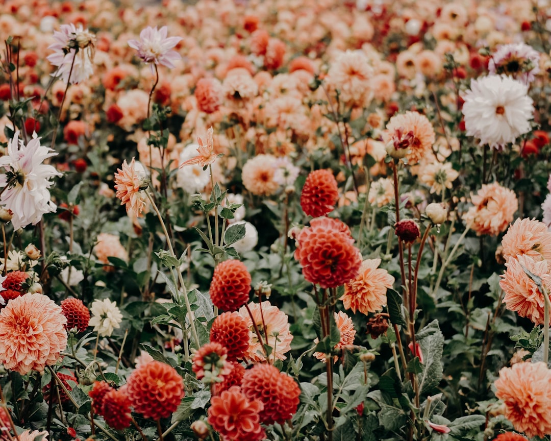 Floral