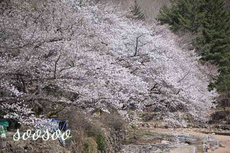 벚꽃축제&amp;#44;벚꽃길/ 벗꽃터널 4월 커플드라이브코스 추천