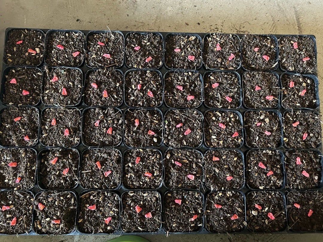 옥수수 심는시기