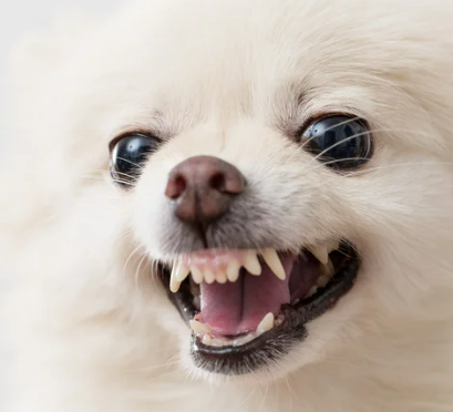 강아지 잇몸 염증, 왜 생기고 어떻게 관리해야 할까?