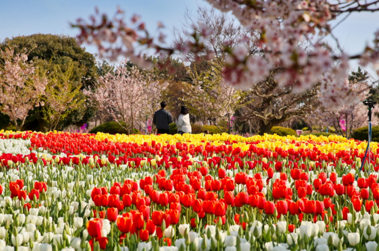 코리아플라워파크-전경