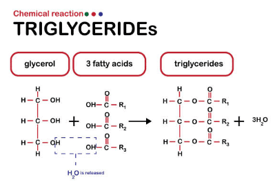 중성지방 낮추는 방법, 중성지방 정상수치