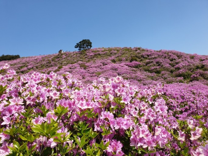 벚꽃축제벚꽃명소봄꽃여행지