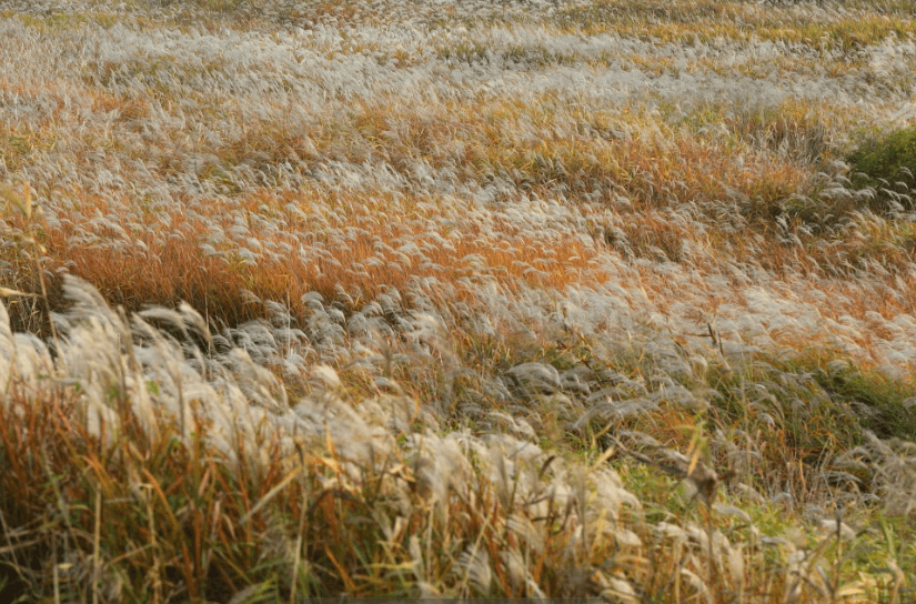 원평나루억새축제