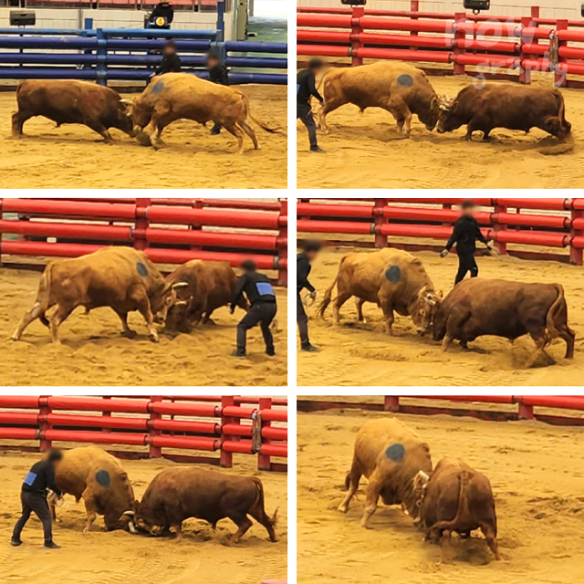 청도-소싸움경기장