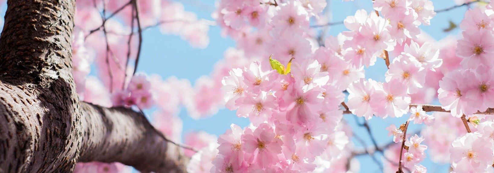 진해 군항제 벚꽃