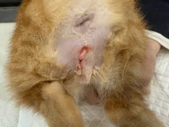 고양이 중성화 비용 수술시기 관리_8