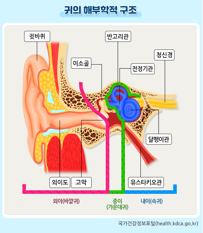 귀의 해부학적 구조