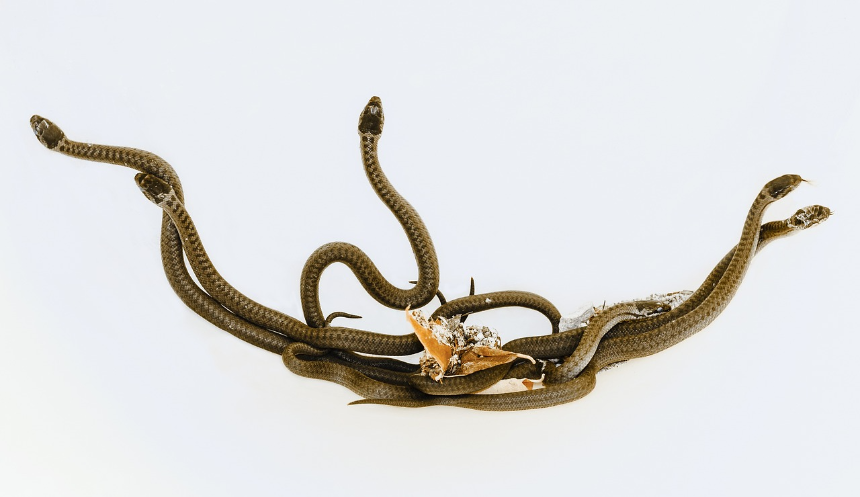 뱀 나오는 꿈 해몽 총정리 - 상황별 의미 &amp; 길몽 vs 흉몽 구분법