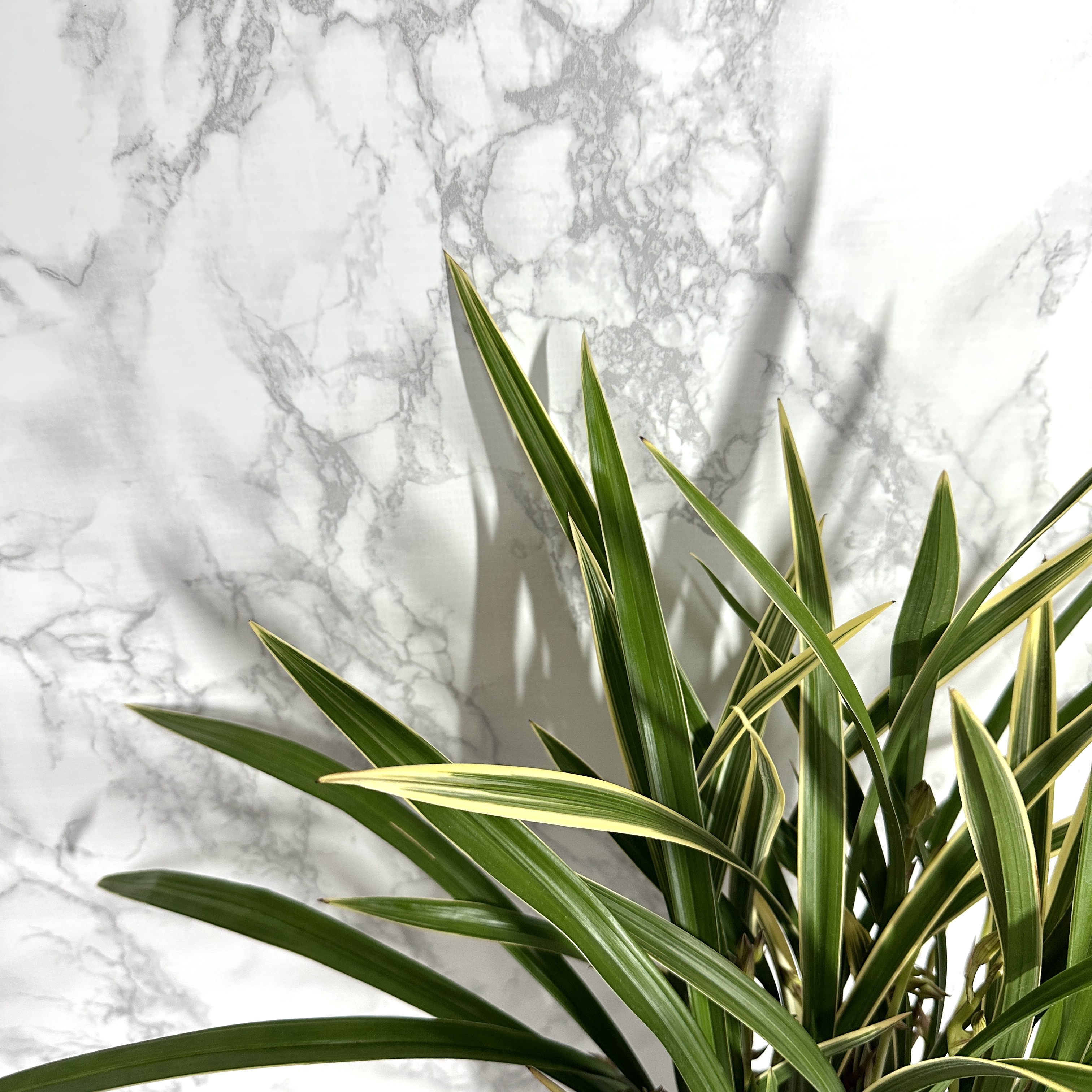 난 물주는 주기 동양란 물주기