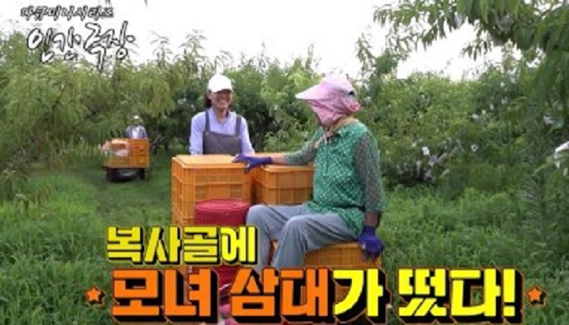 영천-복사골-삼대-모녀-은희씨-복숭아