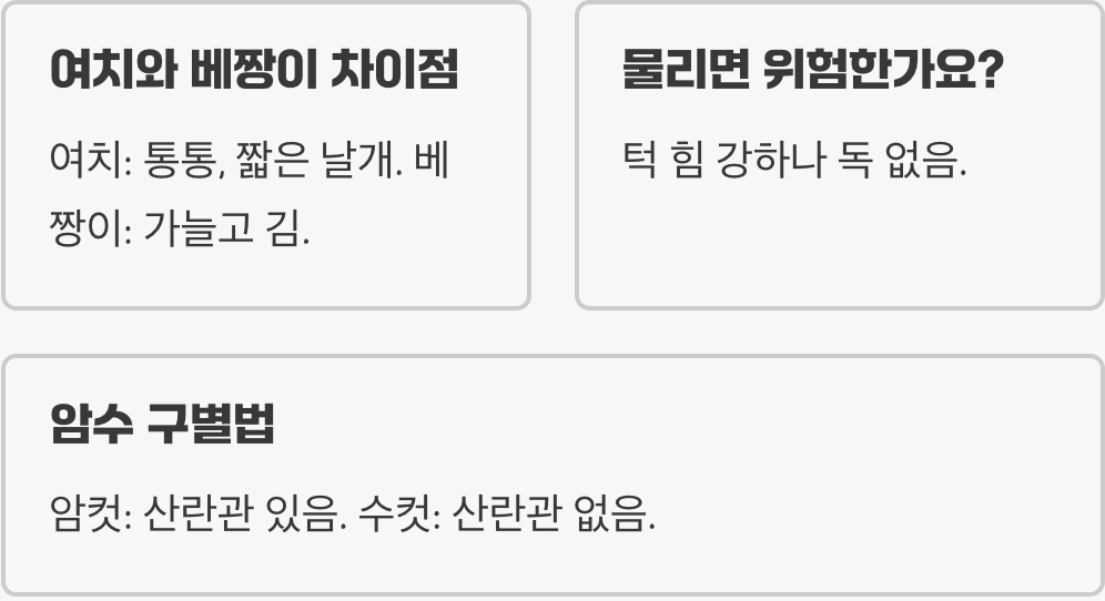 초보 집사 필독! 여치 키우기 A to Z (먹이&amp;#44; 사육통&amp;#44; 수명 늘리기 완벽 가이드)