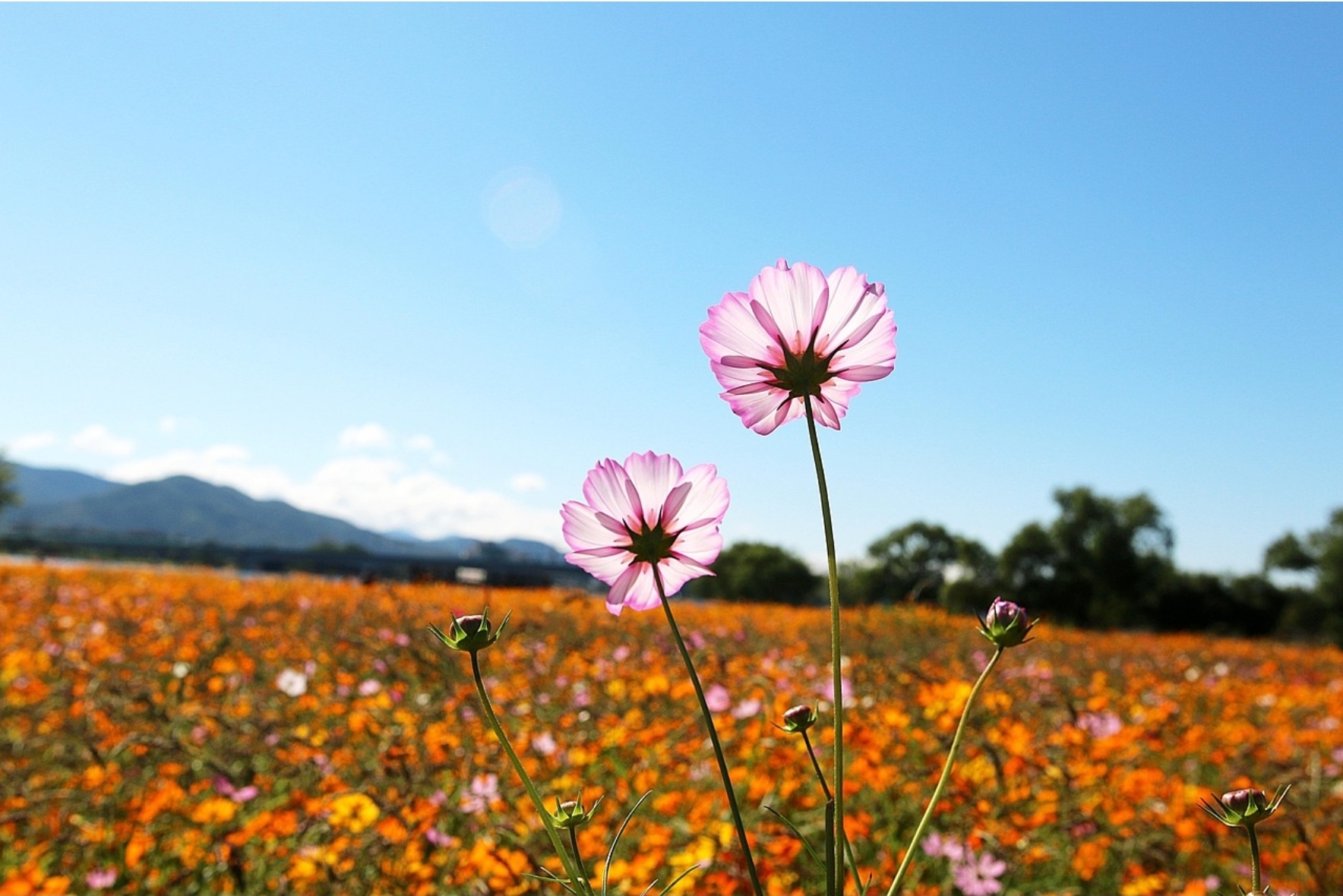 서울 근교 여행지 남양주 물의 정원 꽃 사진