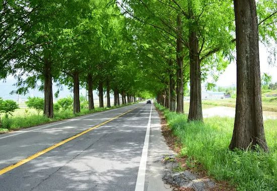 곡성메타세쿼이아길