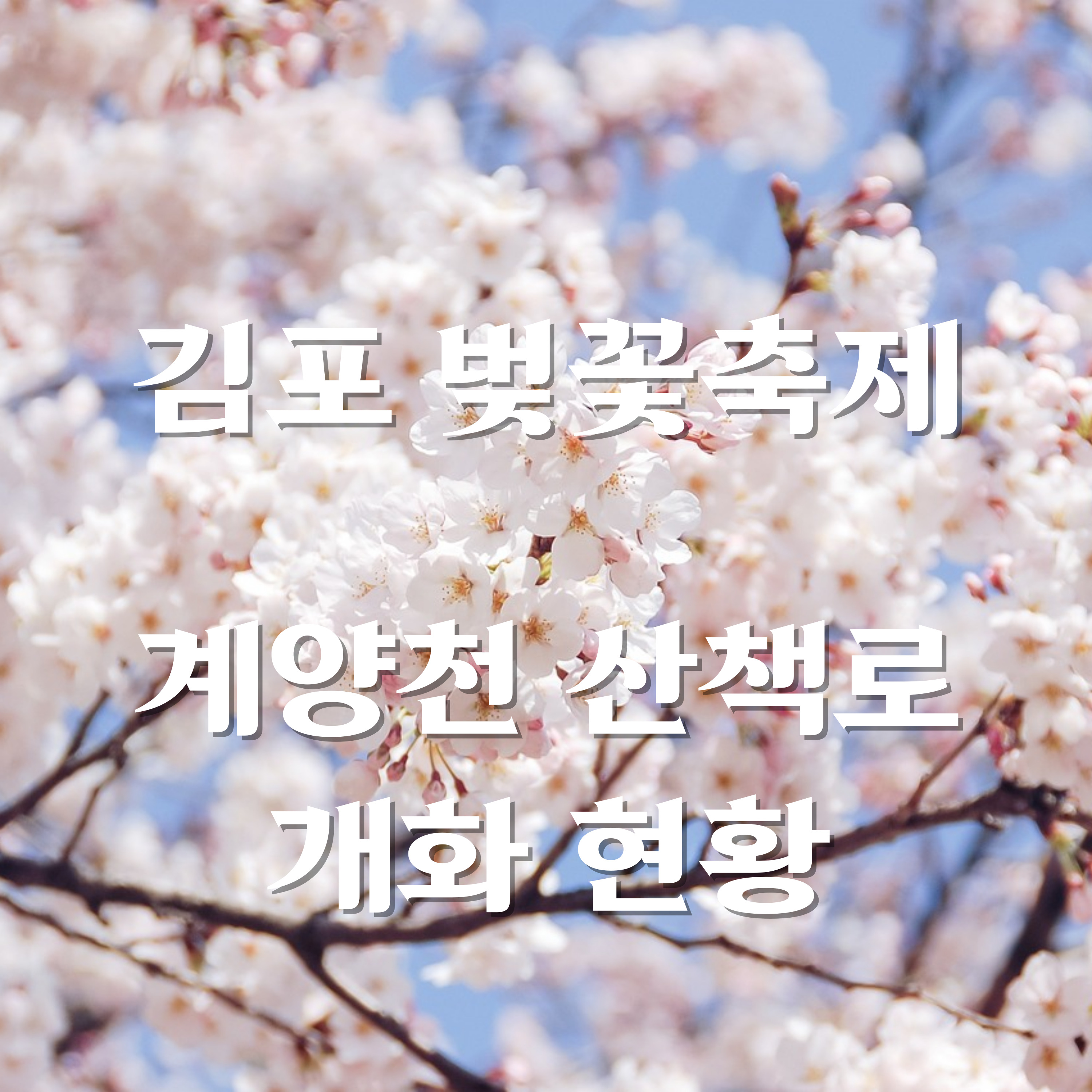 김포 벚꽃축제