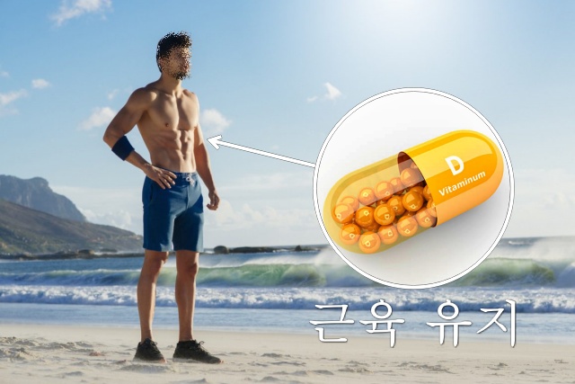 비타민D 효능, 근육량 늘리는 방법, 근육 부자, 근감소증 좋은 음식 운동, 건강 팁줌 매일꿀정보