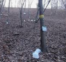 고로쇠 수액, 봄의 기적! 건강과 맛을 동시에 담다