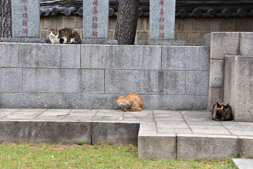 송공단 고양이