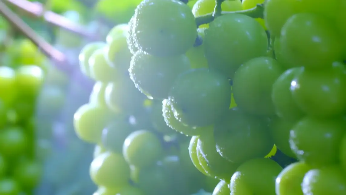 샤인머스켓 보관법 효능 가격