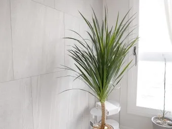 드라세나 키우기 물주기 가지치기 번식방법 흙배합 가이드_11