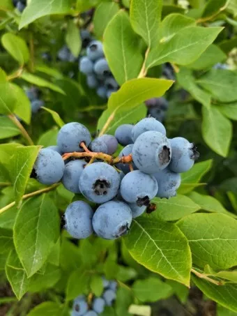 블루베리 효능 먹는법 하루 섭취량 쥬스_21