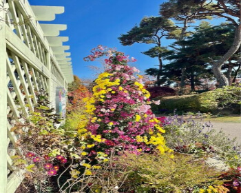 벽초지 수목원 가을꽃 국화축제_10