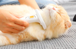 고양이 털 빠짐 원인과 관리방법 총정리｜환절기 털갈이부터 헤어볼 관리까지