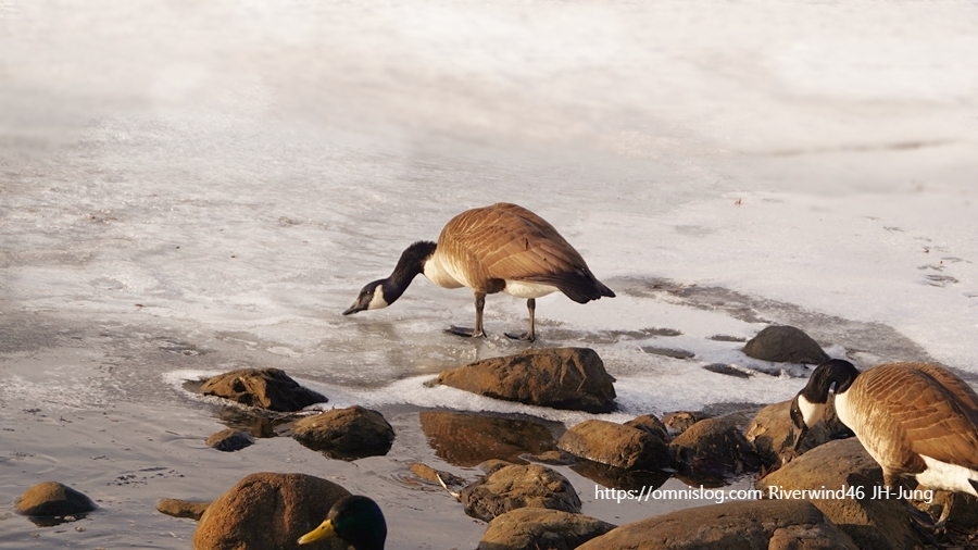 보스턴 기러기 Boston goose, Canada goose