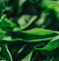 빈혈에 좋은 음식 : 시금치