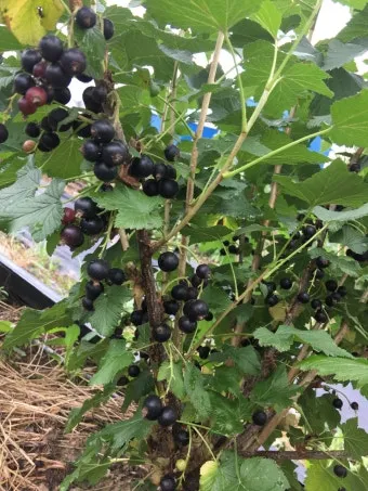 블랙커런트 재배 전정 관리 통풍 확보 병해 줄이기_30