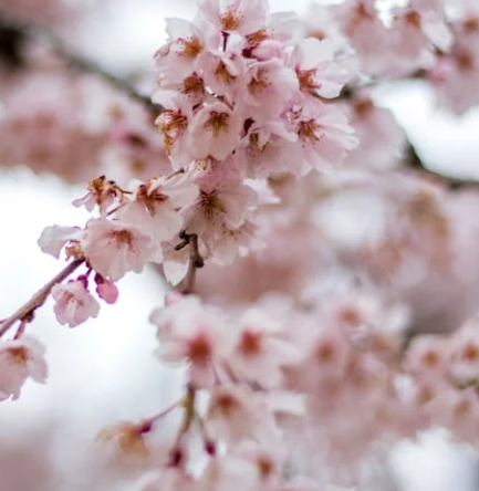 오사카 벚꽃 개화시기 2025