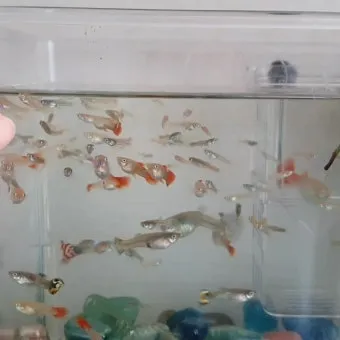 구피 키우기와 건강하게 번식시키는 팁_6