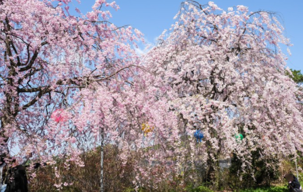 벚꽃명소