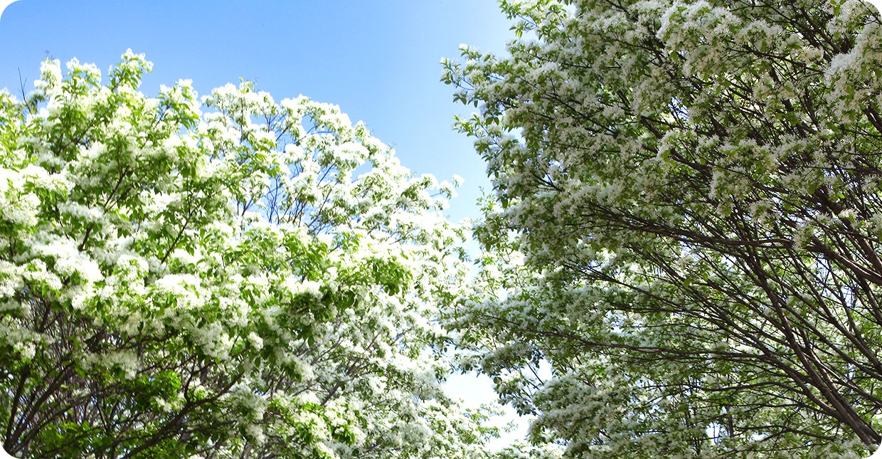 전주시 이팝나무철길