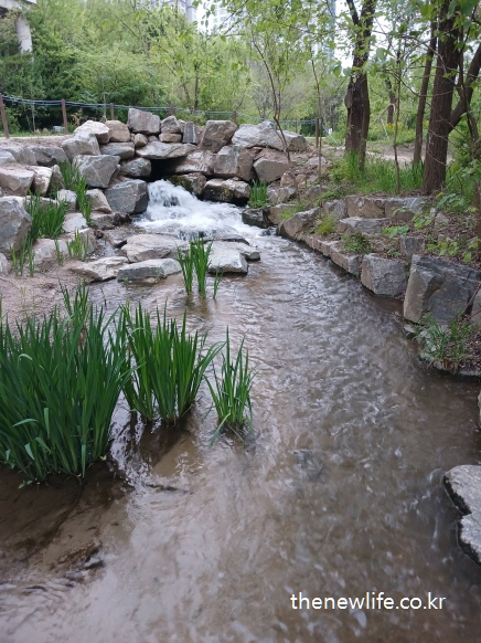 서울 여의도 샛강생태공원 개울가에 펼쳐진 풀과 자연석, 조용하고 싱그러운 맨발 걷기 좋은 곳의 전경