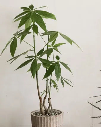 파키라 키우기 분갈이 뿌리관리 물주기간격 쉬운 관리법_31