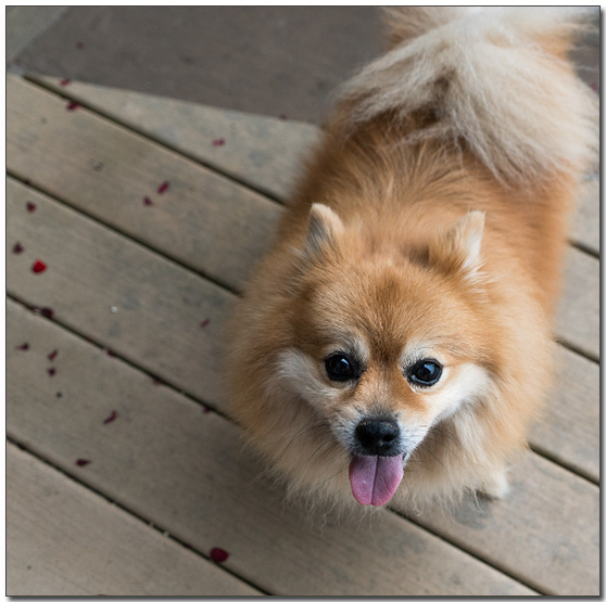 위를 보고있는 포메라니안