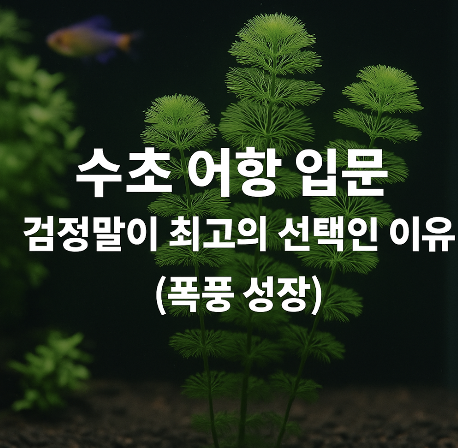 수초 어항 입문, 검정말이 최고의 선택인 이유 (폭풍 성장)