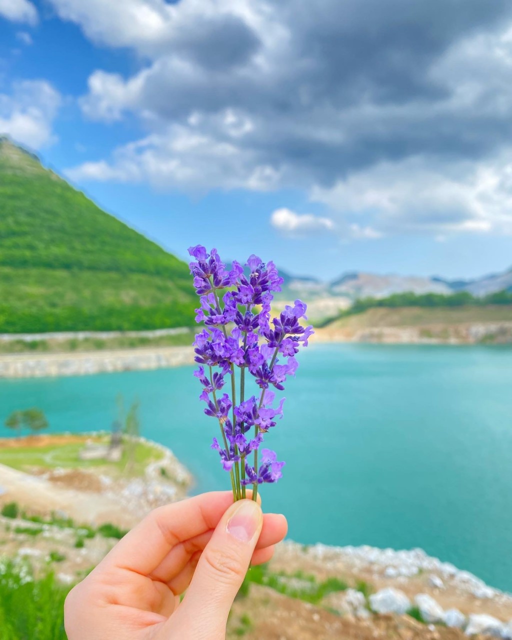 무릉별유천지 라벤더축제