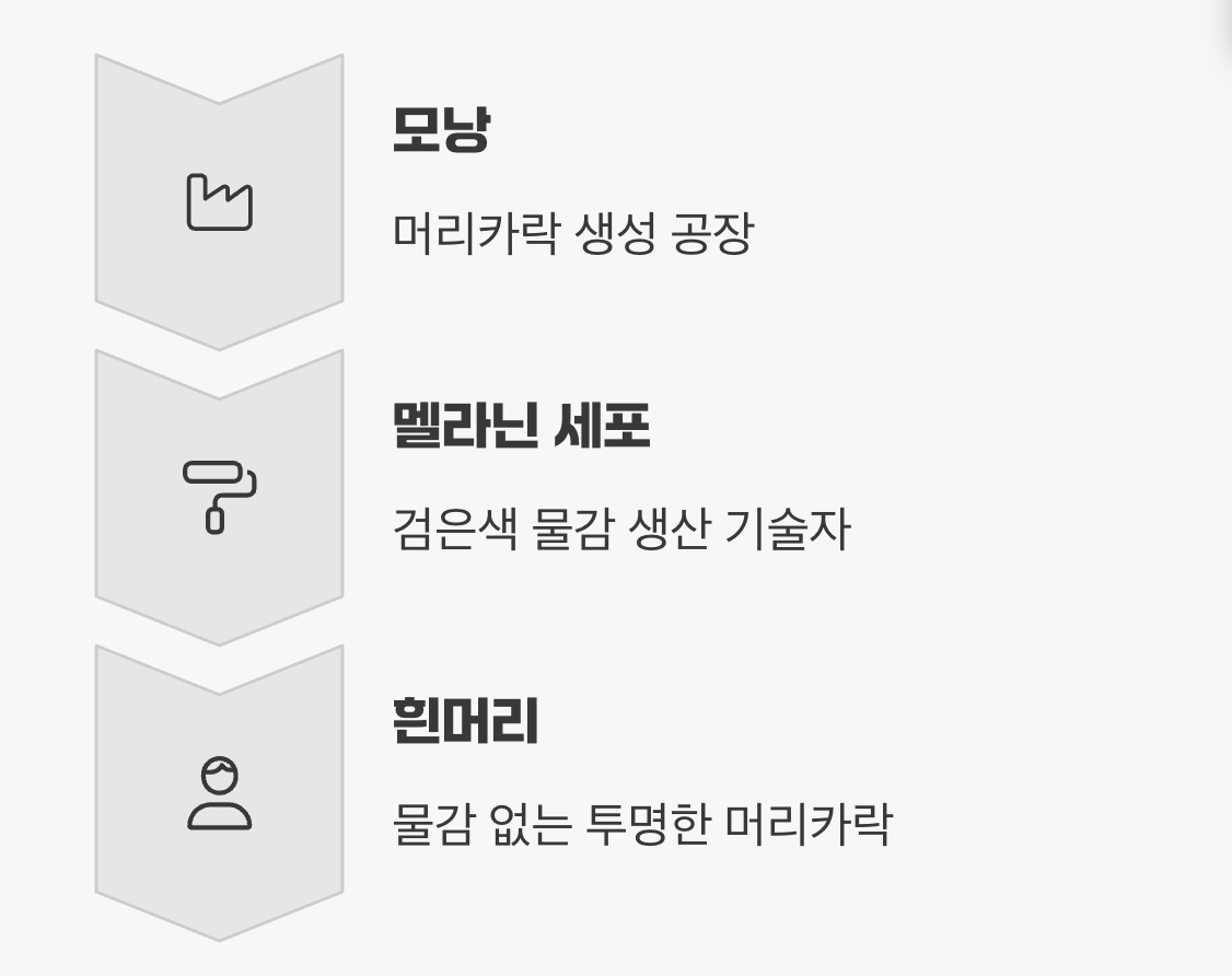 검은 머리를 만드는 공장, '멜라닌 세포'