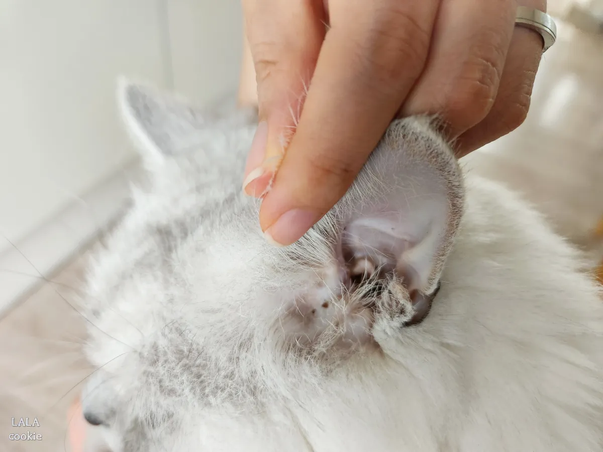 고양이-귀세정제-추천-고양이-귀지