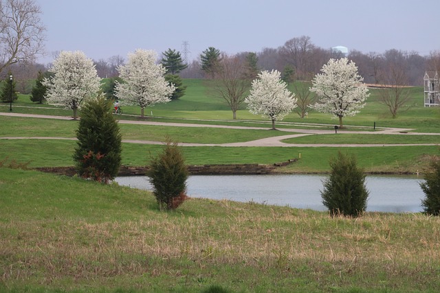 흰색 나무와 초록색 나무의 조화