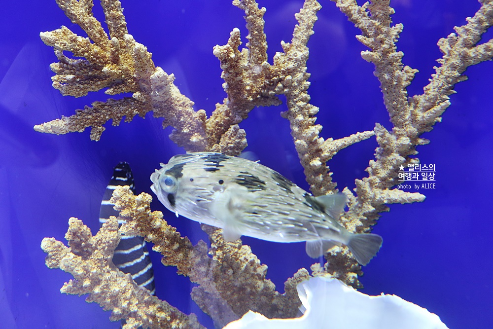 코엑스 아쿠아리움 입장권 할인예약 방법, 대중교통 가는 방법, 참물범 펭귄 비버 상어 보러가자!