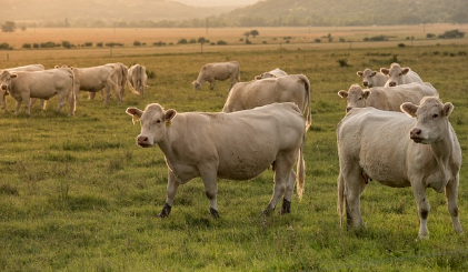 소꿈 상황별 해몽