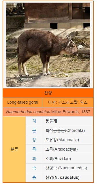 산양(Mountain Goat)이 염소? 그리고 놀라운 등판 능력 VIDEO: Mountain Goats Don&rsquo;t Believe In Gravity